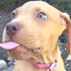 Meet your Posher, Daisy